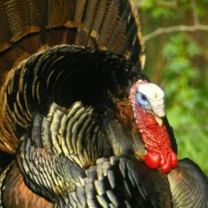 Hinduşka Əti və Satışı