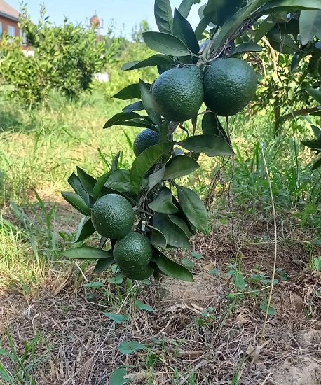 Astara limonu