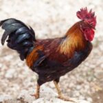 xoruz eti almaq bakida